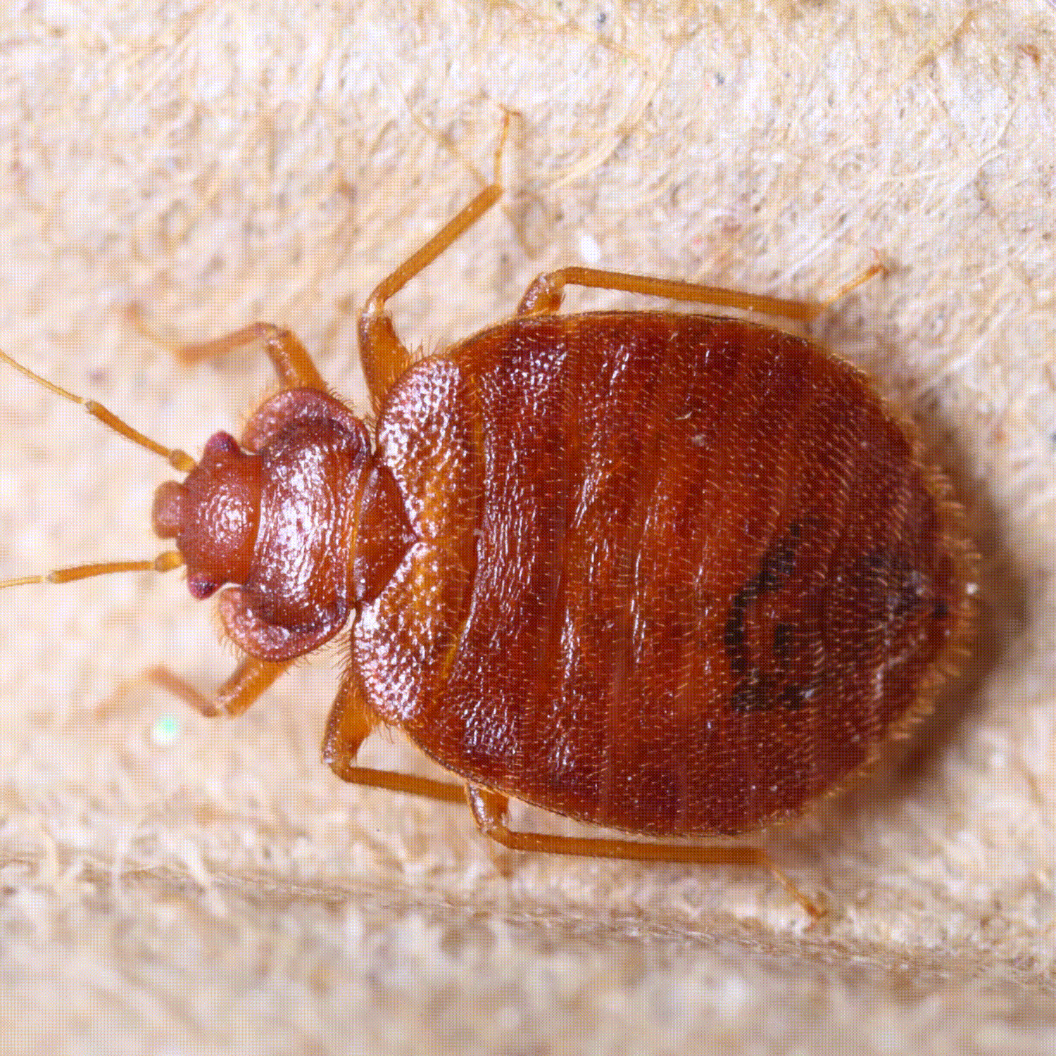 Fumigaciones en Villahermosa FUMIPLUS